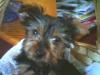 post your yorkies info!-frankie-3.jpg