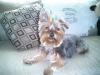 Is it wrong for boy Yorkies to wear bows?-luigi65.jpg