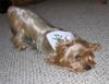 Parade of Yorkies in the YT bandanas-parade1.jpg