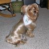 Parade of Yorkies in the YT bandanas-parade2.jpg