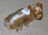 Parade of Yorkies in the YT bandanas-parade3.jpg