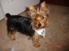 Parade of Yorkies in the YT bandanas-yt2.jpg