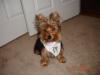 Parade of Yorkies in the YT bandanas-yt3.jpg