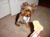 Parade of Yorkies in the YT bandanas-yt4.jpg