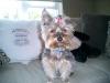 Is it wrong for boy Yorkies to wear bows?-luigi68.jpg