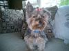 Is it wrong for boy Yorkies to wear bows?-luigi69.jpg