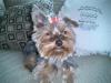 Is it wrong for boy Yorkies to wear bows?-luigi70.jpg