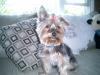 Is it wrong for boy Yorkies to wear bows?-luigi71.jpg