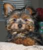 Meet Sebastian- My Lil' Yorkie-lil-ham.jpg