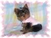 My First Baby Yorkie! :-)-peachesncreamec.jpg