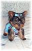 My First Baby Yorkie! :-)-cutie.jpg