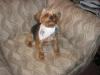 Parade of Yorkies in the YT bandanas-tuckrs-bandana-resized.jpg