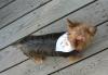 Parade of Yorkies in the YT bandanas-dreama.jpg