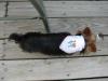Parade of Yorkies in the YT bandanas-wosie1.jpg