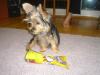 Tinkerbell guarding her snausages!!!-picture-019.jpg