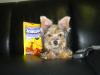 Tinkerbell guarding her snausages!!!-picture-040.jpg