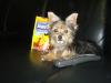 Tinkerbell guarding her snausages!!!-picture-043.jpg