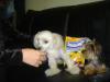 Tinkerbell guarding her snausages!!!-picture-044.jpg