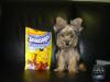 Tinkerbell guarding her snausages!!!-picture-038.jpg