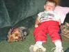 Dreama the baby guard!  (Cute pics! Gotta love little kids and yorkies!)-img_0846.jpg