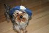 Miss Mini in her new hat-mini3-107-medium-.jpg