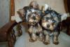 Bath and Picture Day-ollie18-weeks-chachi-11-weeks.jpg