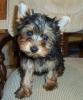 Bath and Picture Day-chachi-11-weeks.jpg