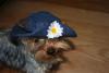 Miss Mini in her new hat-mini3-111-medium-.jpg