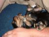 more  pictures from daisy and dukes puppies morkies-2006_0430image0204.jpg