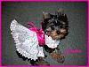 Sienna in her first dress-sienna-her-dress.jpg