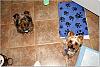 my TWO yorkies!!!-4.jpg