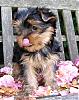 Let's see your tongue pictures!-p1010017-1-.jpg