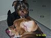 Let's see your tongue pictures!-funny-dogs.jpg