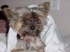 post your yorkies info!-yorkietalk-pic.jpg
