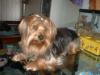 post your yorkies info!-browhniesmall100.jpg