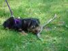 Mocha's Walk in the park!!-dsc00692.jpg