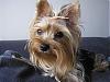 New pictures of Lexi, (Posting for Gina Lexi Rae)-p5050381.jpg