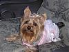 New pictures of Lexi, (Posting for Gina Lexi Rae)-p5040378.jpg