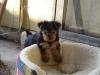 I got a new puppy today!-picture-003-2-.jpg