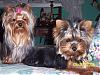 Pic's of my four furbabies-100_0843-600-x-450-.jpg