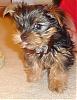 My FIRST Yorkie!-chewy1.jpg