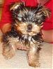 My FIRST Yorkie!-chewy2.jpg