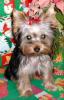 Mia's First Grooming-xmasmia1.jpg