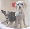 Dirty dogs-g-s-tub-yt.jpg