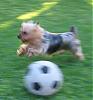 Can I join?!-soccer-small.jpg