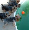 above ground pool yorkie style-pooldogs2005.jpg