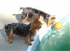 above ground pool yorkie style-sassypoolball.jpg