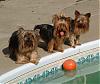 above ground pool yorkie style-gettheball1.jpg