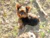 New to Yorkie talk-maggie-1.jpg