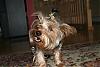 Let's see your tongue pictures!-ytexchange-158-medium-.jpg